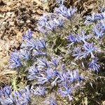 Cardopatium corymbosum Flor