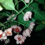 Euonymus maackii Flower