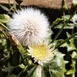 Sonchus oleraceus Flower