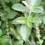 Ocimum americanum Blad