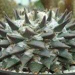 Ariocarpus retusus Blad