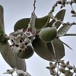 Calotropis procera Fruit