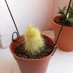 Parodia lenninghausii Fuelha