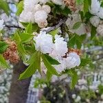 Prunus glandulosa Kwiat