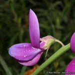 Lathyrus vestitus Flower