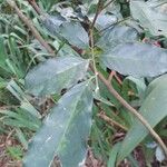 Guarea macrophylla برگ