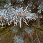 Picea pungens Blatt