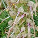 Himantoglossum hircinum Žiedas