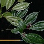 Miconia lateriflora Іншае