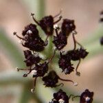 Lomatium mohavense Bloem