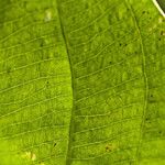 Aquarius cordifolius Leaf