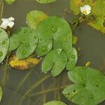 Sagittaria guayanensis 形態