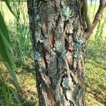 Salix × pendulina বাকল