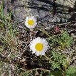 Erigeron compositus Flor