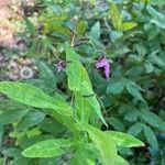 Prenanthes purpurea Folio