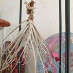 Tillandsia juncea 葉