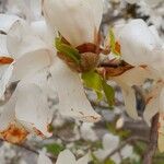 Magnolia stellata Virág
