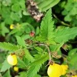 Calceolaria tripartita Feuille