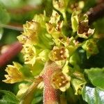 Rhamnus alpina عادت داشتن