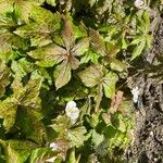 Podophyllum hexandrum Tervik taim