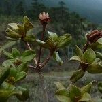 Rhododendron lepidotum Плод