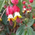 Abutilon megapotamicum Цветок