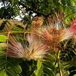 Albizia lebbeck Flower