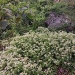 Mikania cordifolia Květ