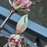 Viburnum × bodnantense Blomma