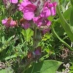 Pedicularis cenisia Flower