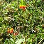 Asclepias curassavica 葉