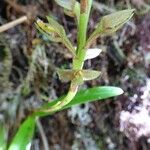 Bulbophyllum cylindrocarpum Blüte