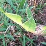 Opuntia ficus-indica Leht