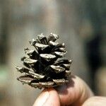 Pinus echinata Fruto