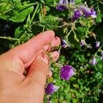 Strobilanthes attenuata Kukka