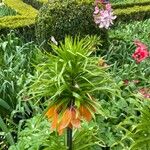 Fritillaria imperialisΛουλούδι