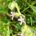 Silene gallica Blüte