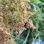 Filipendula rubra Fruit