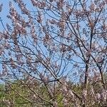 Paulownia fortunei Flor