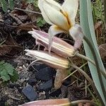 Tulipa turkestanica Flor