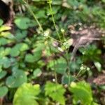 Adenocaulon bicolor Fleur