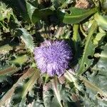 Carthamus rhaponticoides Otro