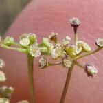 Trinia glauca Plod