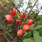 Rosa caninaPlod