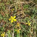 Hypericum annulatum Blüte