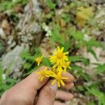 Senecio ampullaceus Кветка