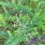 Eupatorium hyssopifolium Owoc