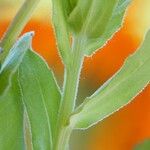 Calendula arvensis Leaf
