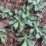 Antennaria parvifolia Листок