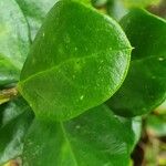 Acokanthera schimperi Blatt